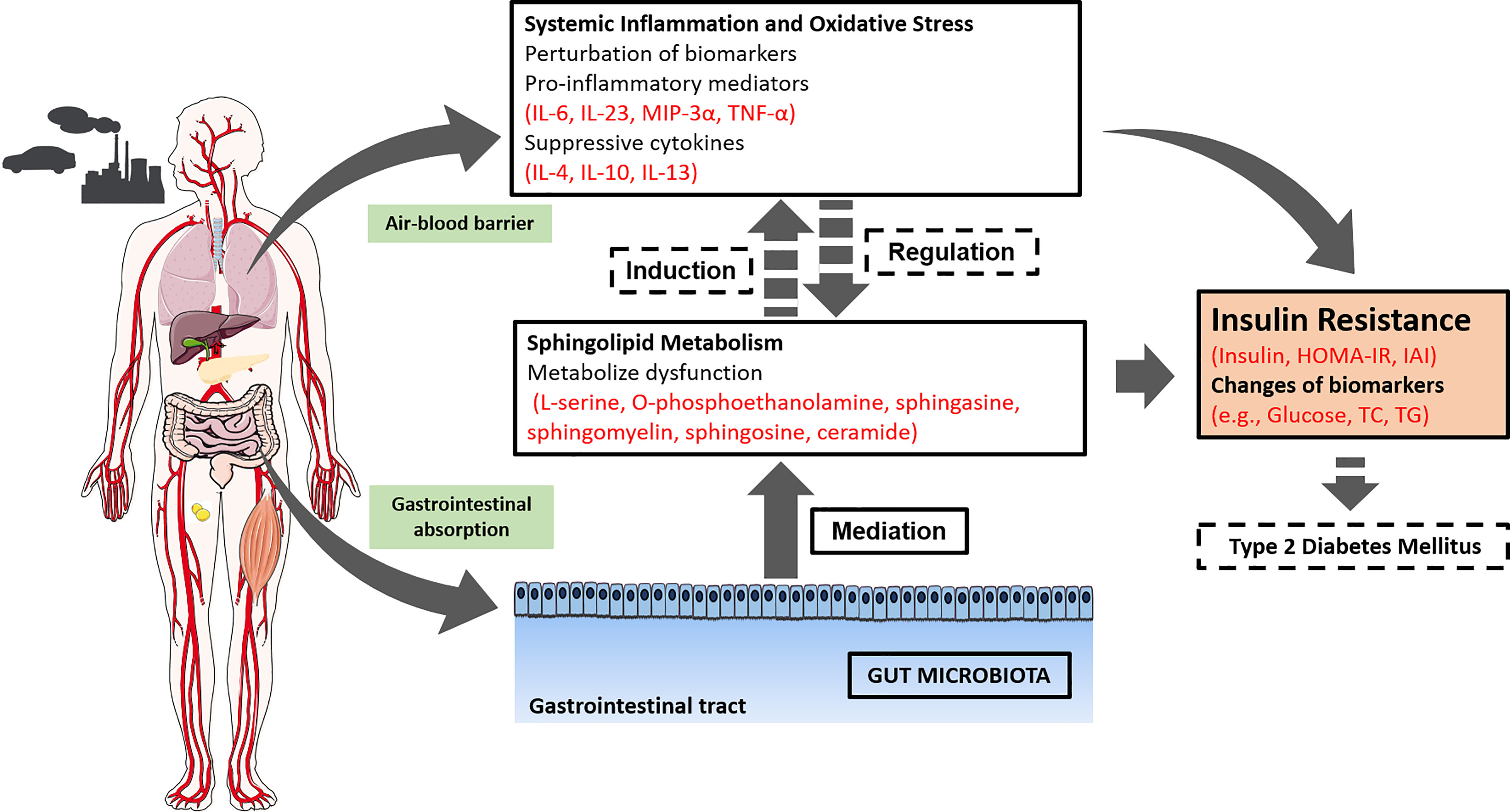 Figure 3 is a scientific illustration. On the left, there is an icon of a factory and a cartoon illustration of human body. On the right, a flowchart has four steps. Step 1: Air-blood barrier: Systemic Inflammation and Oxidative Stress: Perturbation of biomarkers, Pro-inflammatory mediators (interleukin 6, interleukin 23, tumor necrosis factor lowercase alpha, Macrophage Inflammatory Protein-3 lowercase alpha, C-reactive protein, Fetuin A, Monocyte chemoattractant protein-1, and serum amyloid protein), and Suppressive cytokines (interleukin 4, interleukin 10, interleukin 13) with induction and regulation with bidirectional arrow icon lead to Sphingolipid metabolism: Metabolism dysfunction (for example, ceramide, sphingosine, and sphingomyelin. Step 2: Systemic Inflammation and Oxidative Stress and Sphingolipid metabolism lead to Insulin Resistance (Insulin, homeostasis model assessment of insulin resistance, insulin action index) and changes of biomarkers (fasting blood glucose, total cholesterol, triglyceride, Peptide YY). Step 3: Insulin Resistance leads to type 2 diabetes mellitus. Step 4: Gastrointestinal absorption: Gastrointestinal tract, including gut microbiota with mediation lead to Sphingolipid metabolism.