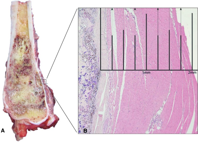 Fig. 1A–B