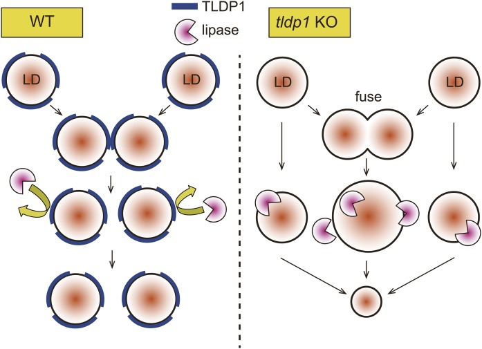 Fig. 9.