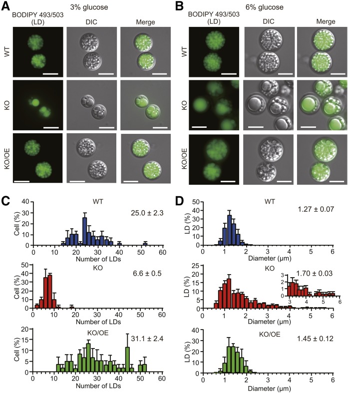 Fig. 6.