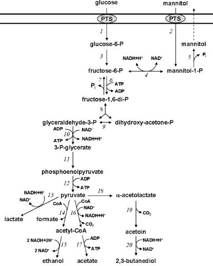 FIG. 1.