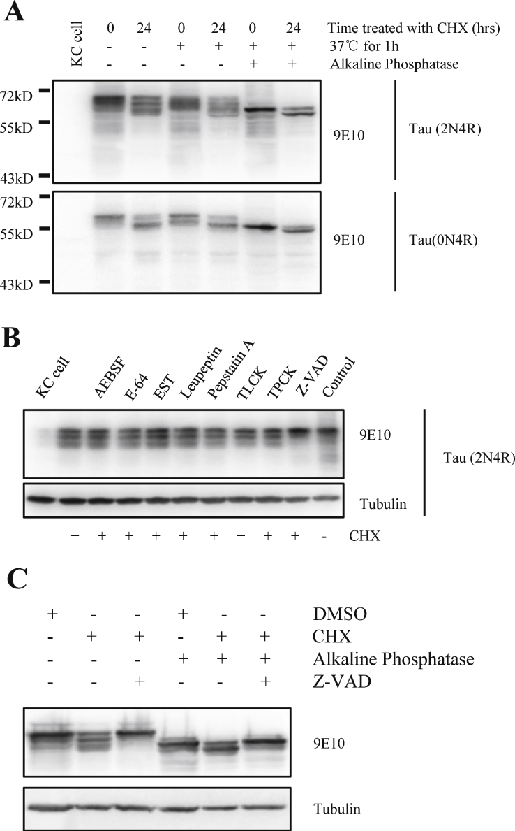 Fig.2