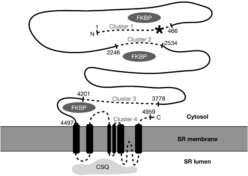 Fig. 2