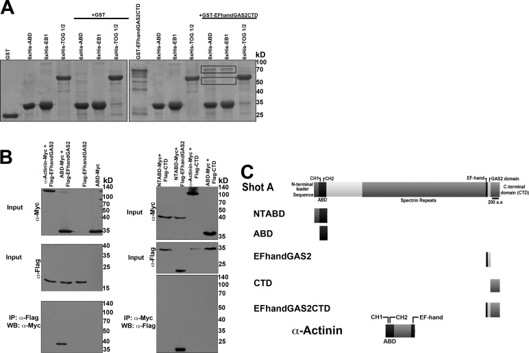 FIGURE 1: