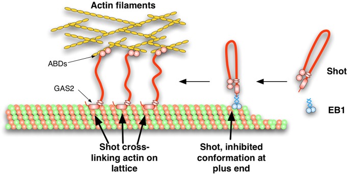 FIGURE 6: