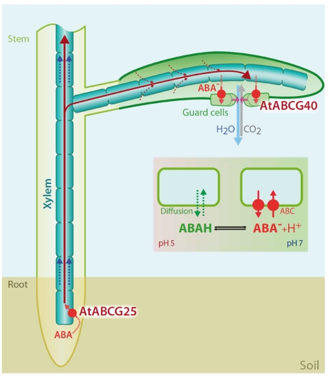 Figure 5.