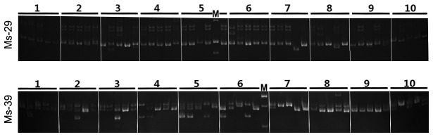 Figure 7