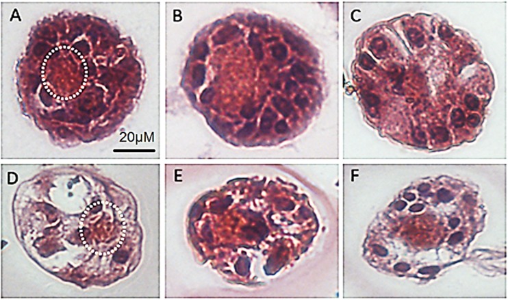 Fig. 12