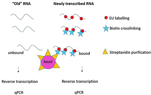 Figure 4: