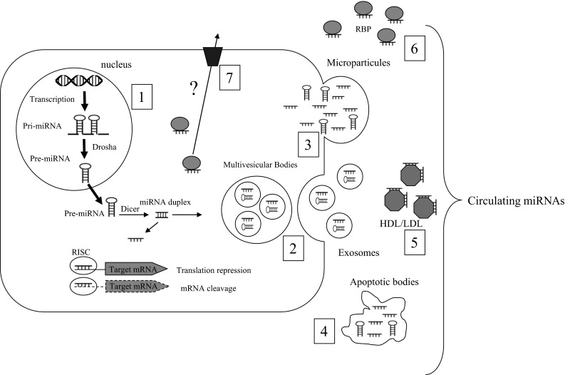 Fig. 1