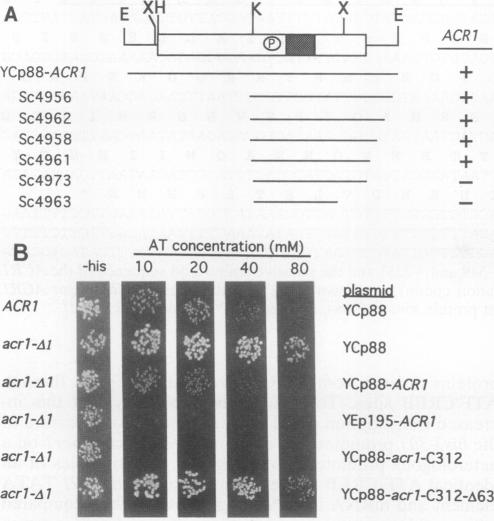 graphic file with name molcellb00135-0130-a.jpg