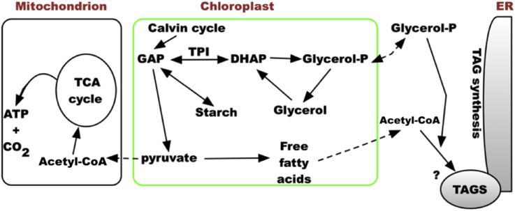 Fig. 8