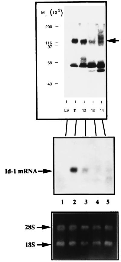 FIG. 8