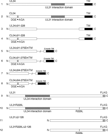 FIG. 1.