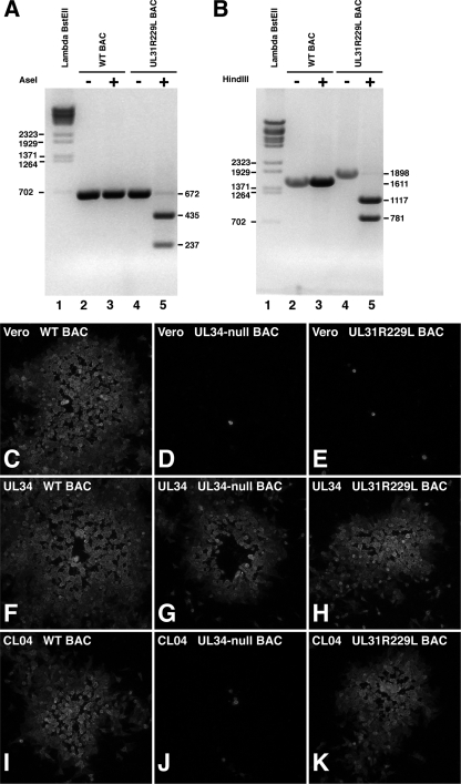 FIG. 7.