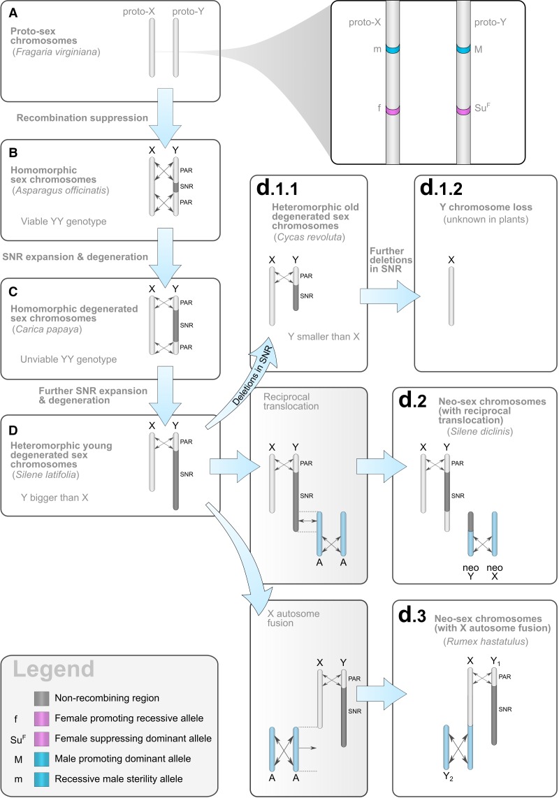 Fig. 2.—