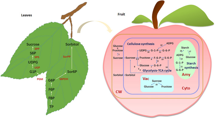 Fig. 1