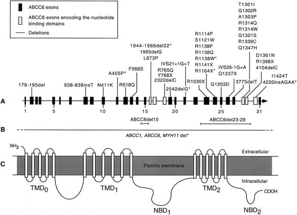 Figure  1