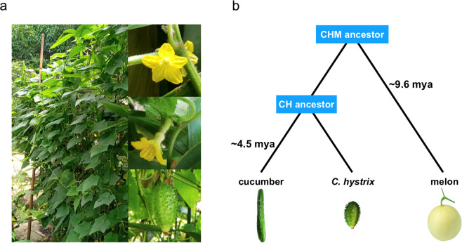 Fig. 1