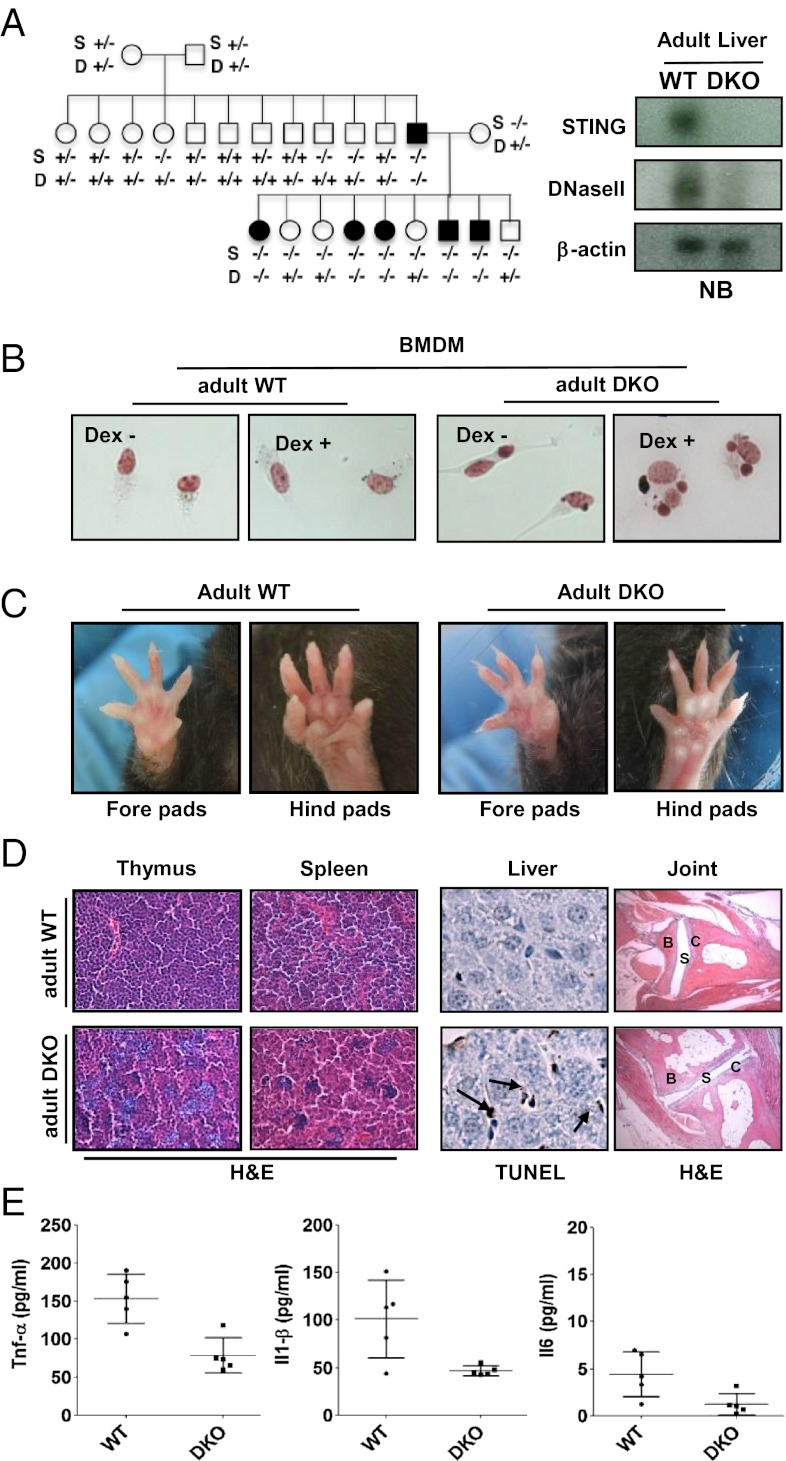 Fig. 4.