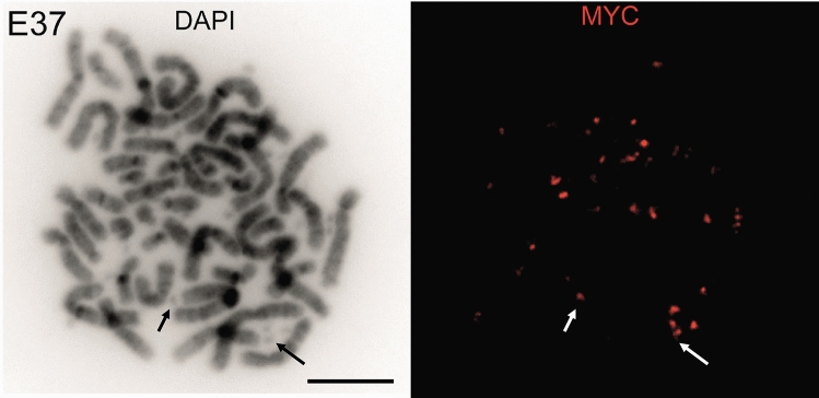 Fig. 2