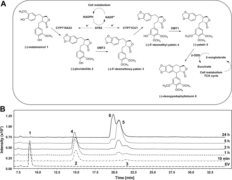 Synthesis of (−)−deoxypodophyllotoxin and (−)−epipodophyllotoxin via a ...