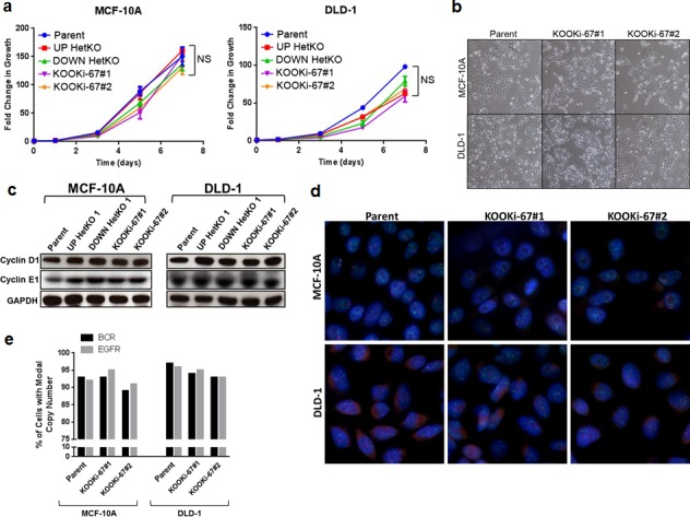 Ki-67 is required for maintenance of cancer stem cells but not cell ...