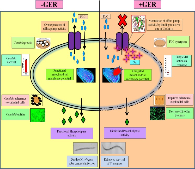 Fig 12