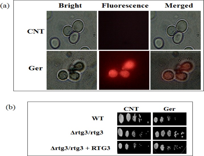 Fig 9