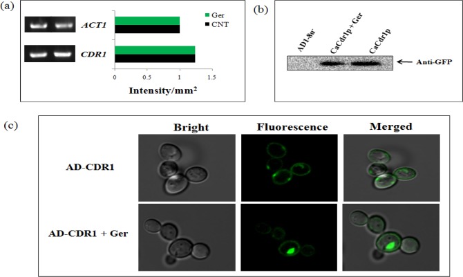 Fig 6