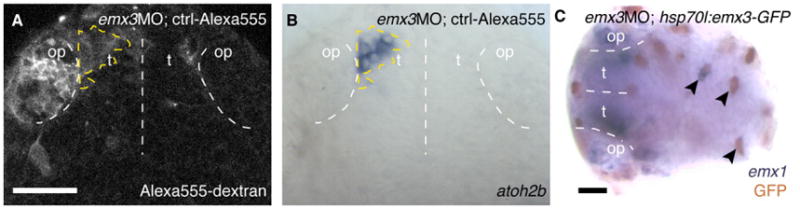 Fig. 8