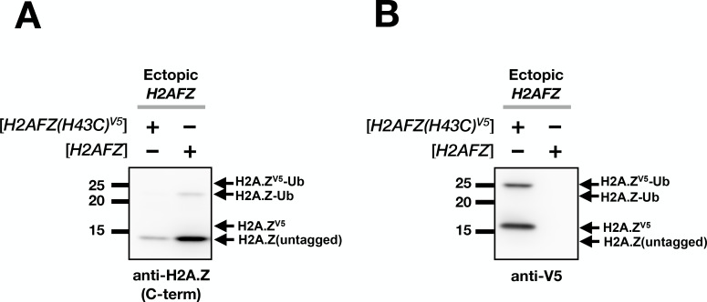 Figure 6—figure supplement 2.