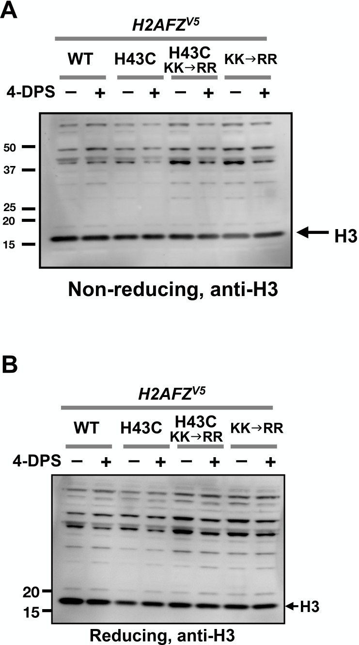 Figure 6—figure supplement 1.