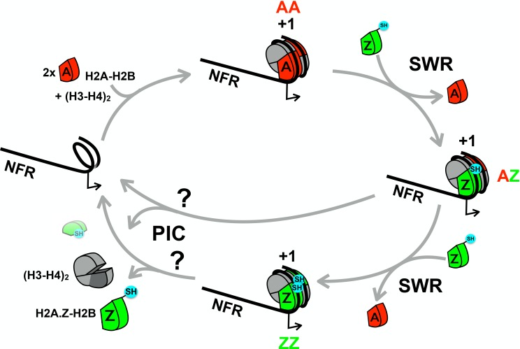 Figure 1—figure supplement 1.