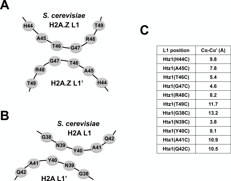 Figure 1—figure supplement 2.