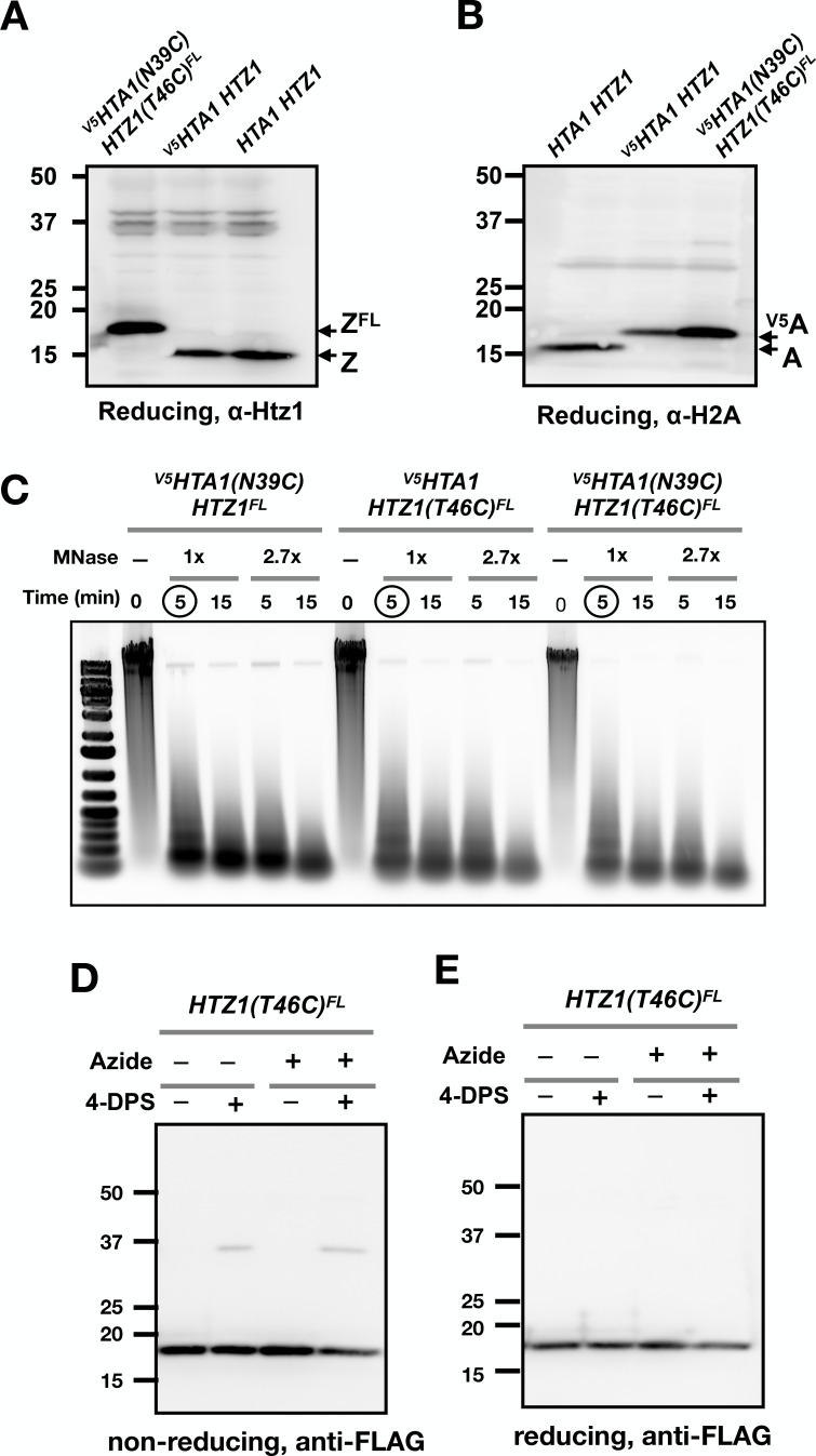 Figure 3—figure supplement 1.