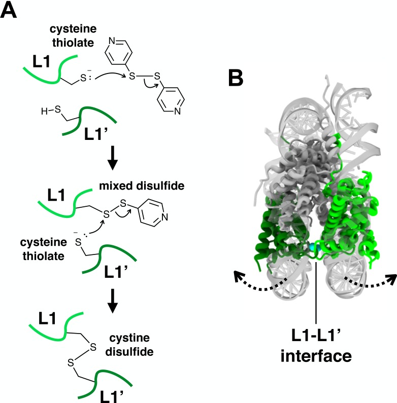 Figure 1—figure supplement 4.