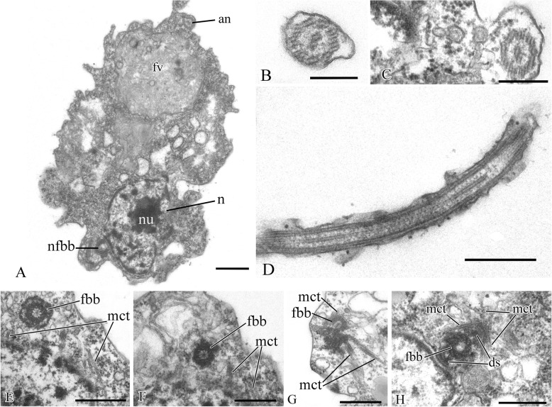 Fig. 12