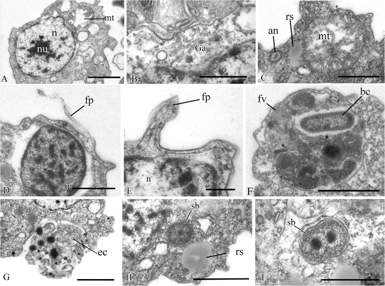 Fig. 10