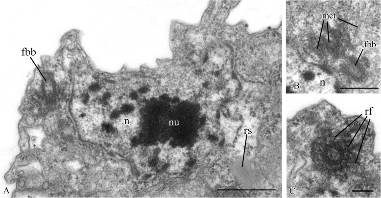 Fig. 8