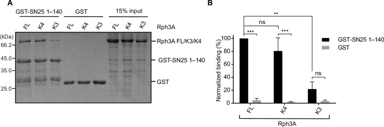 Figure 4—figure supplement 1.