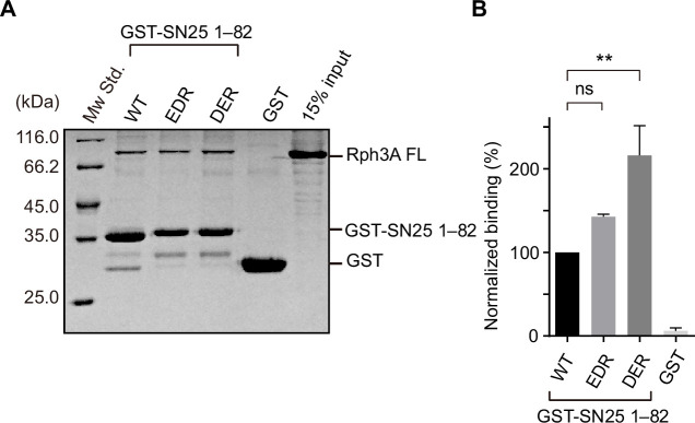 Figure 2—figure supplement 1.