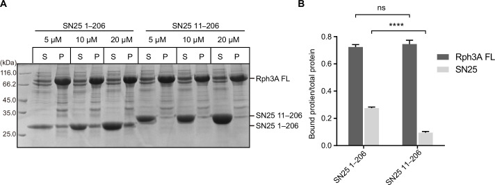 Figure 2—figure supplement 4.