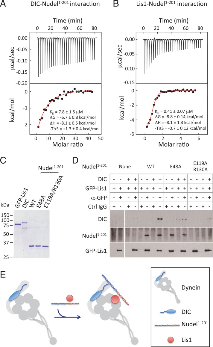 FIGURE 1: