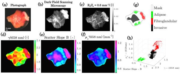 Fig. 6