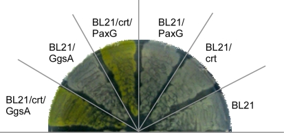 Fig. 2