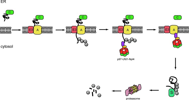 FIG. 1.