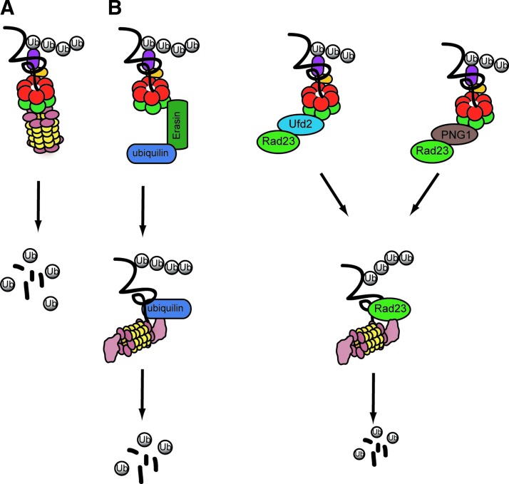 FIG. 2.