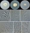 Fig. 32.
