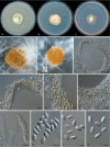 Fig. 14.